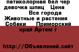 патиколорная бел/чер девочка шпиц › Цена ­ 15 000 - Все города Животные и растения » Собаки   . Приморский край,Артем г.